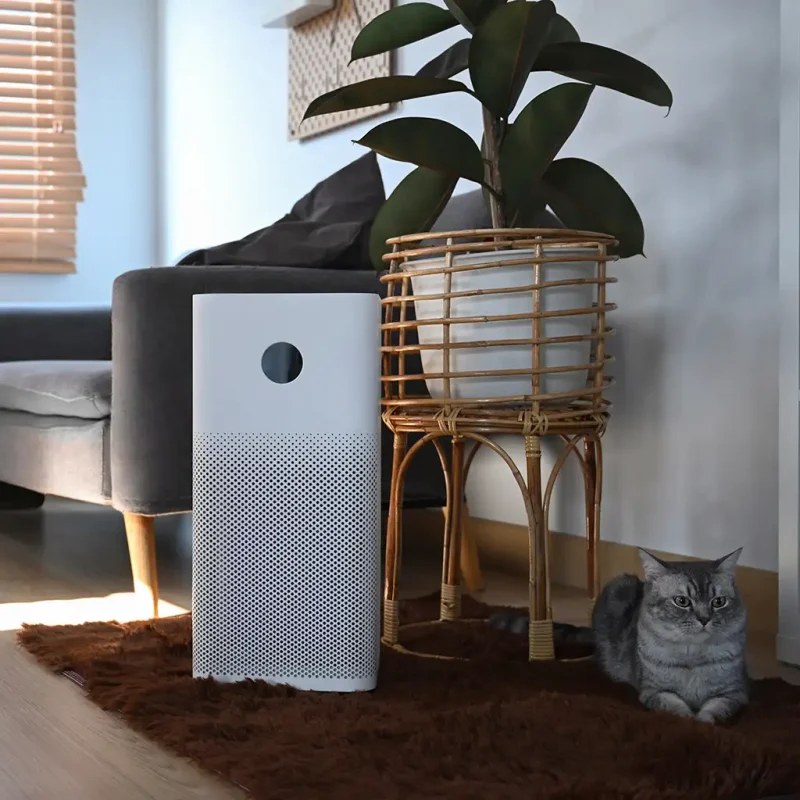 a cat sitting on a rug next to a plant